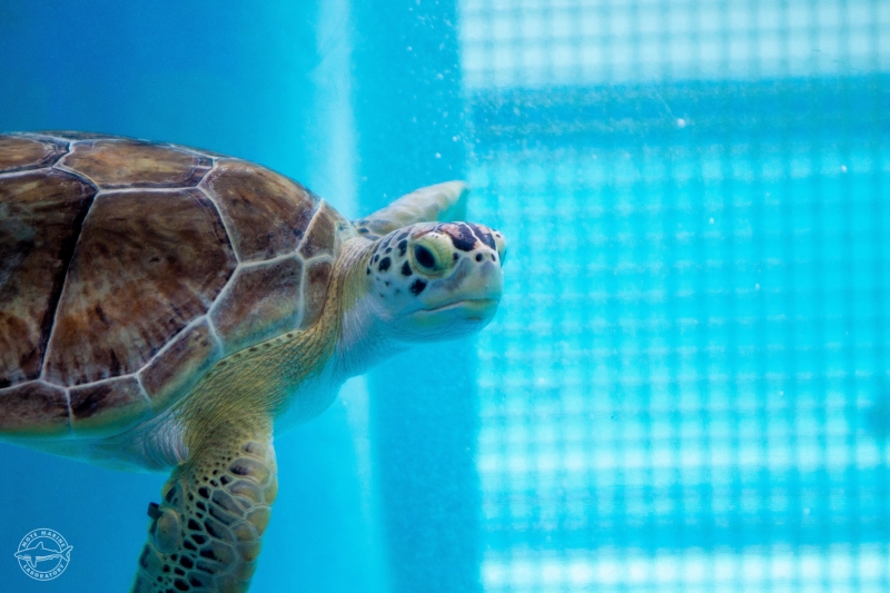 A sea turtle in a pool.