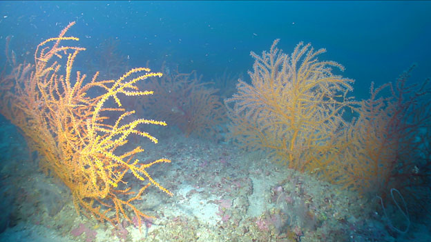 An underwater image of coral sea fans.