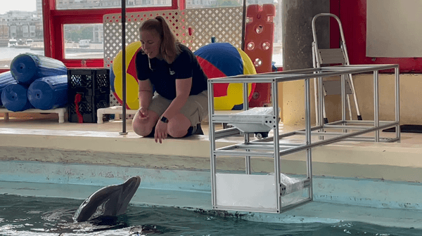 A person reaching out to a dolphin in a pool.