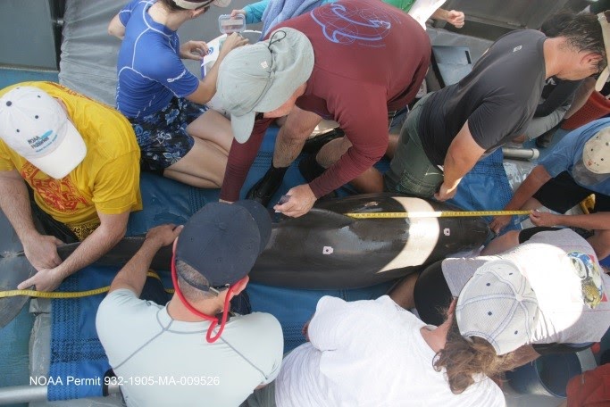 A group of people around a captured dolphin on a boat. 