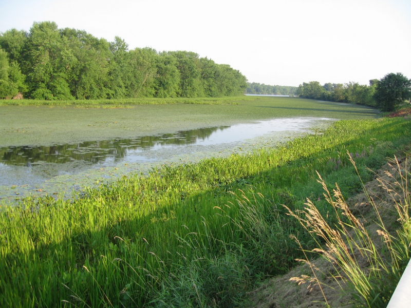 A green shoreline on a body of water.