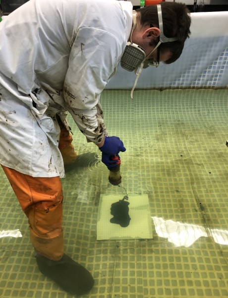 A person in a lab coat and a breathing mask leans over in a small pool of water as he releases oil into the water.