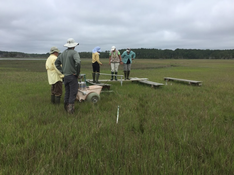 A group of people standing in a marsh.