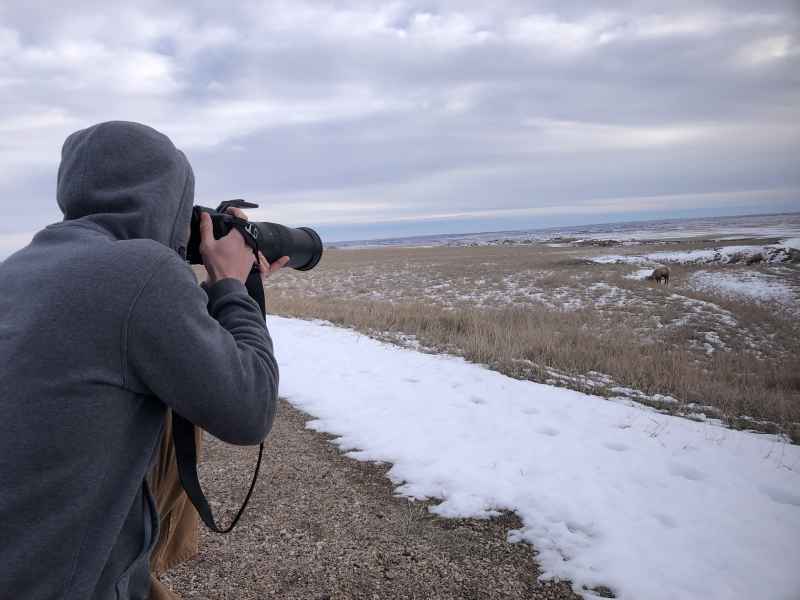 A person with a camera pointing an elk in a snow covered landscape.