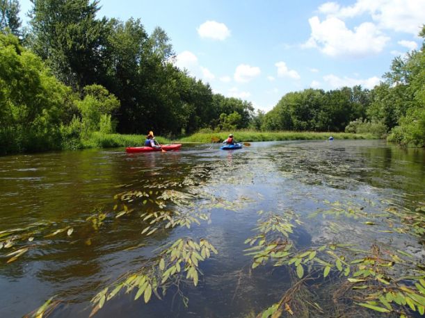 Two kayakers on a lush green river.