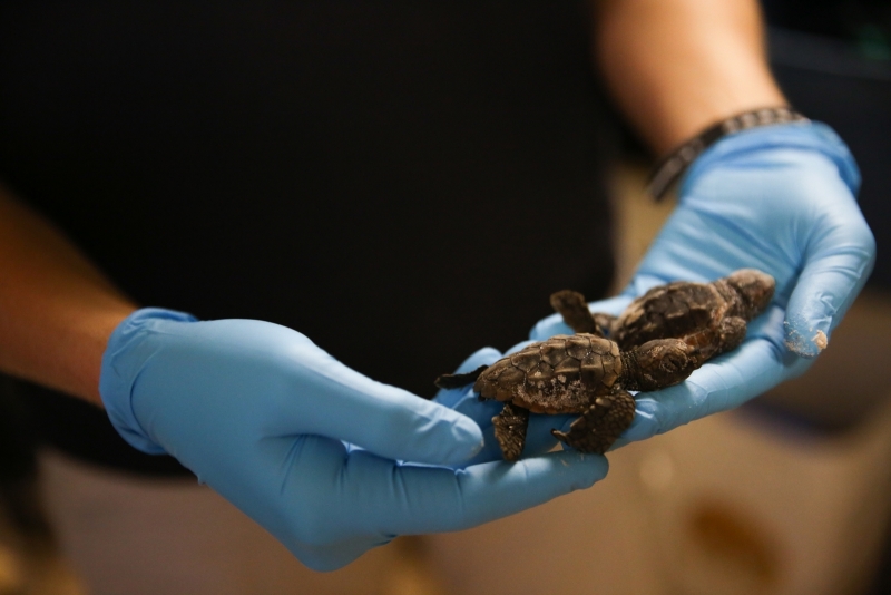 Two sea turtle hatchlings. 