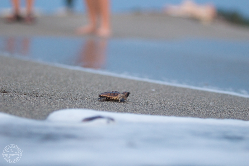 A sea turtle hatchling crawling toward water.