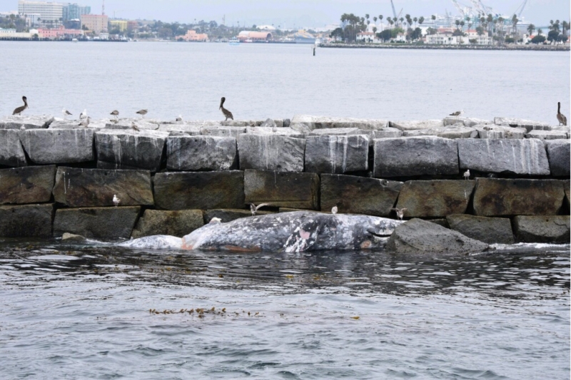 A dead whale caught against a barrier in the water. 