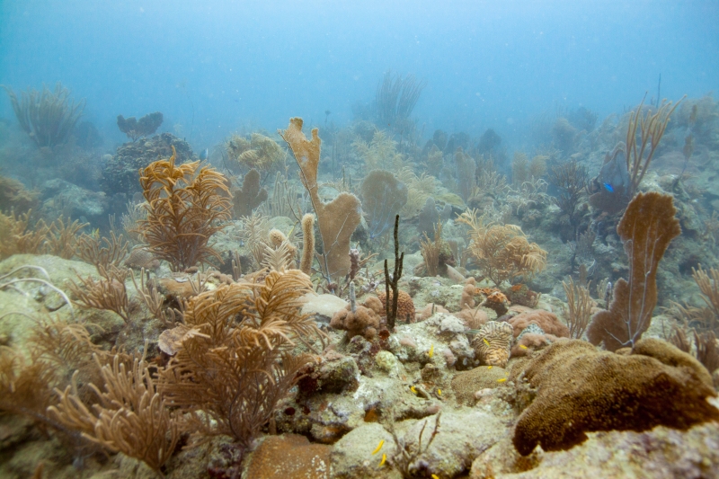 An underwater image of a coral reef.