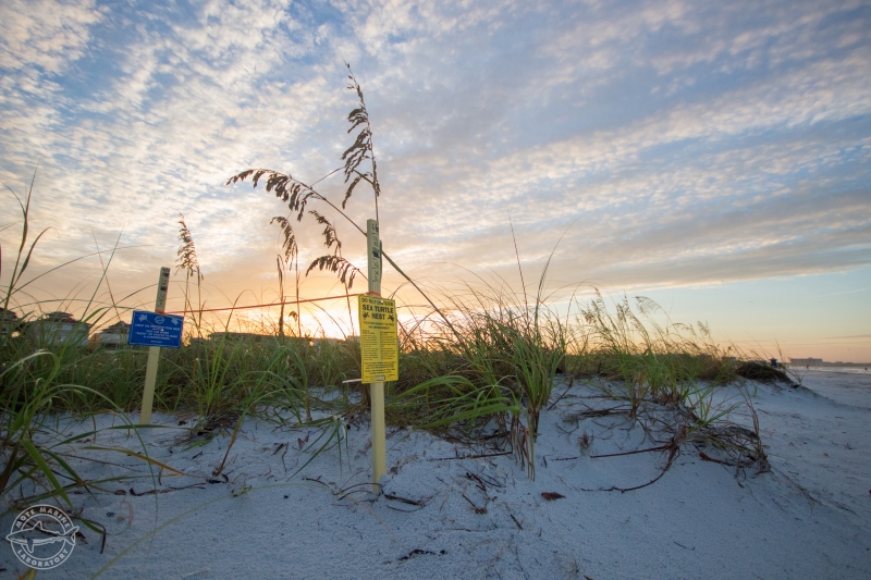 A marked nest on a beach during sunrise. 