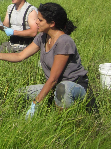 A person working in tall grass. 