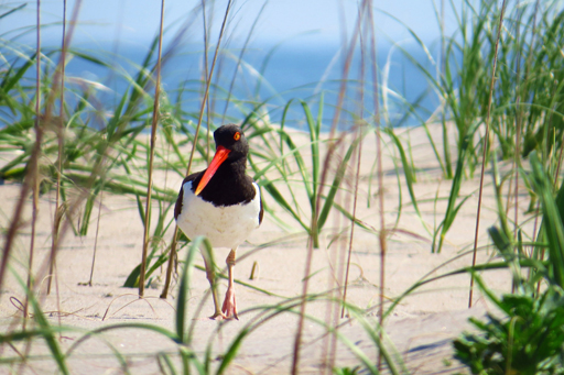 A bird on a beach.