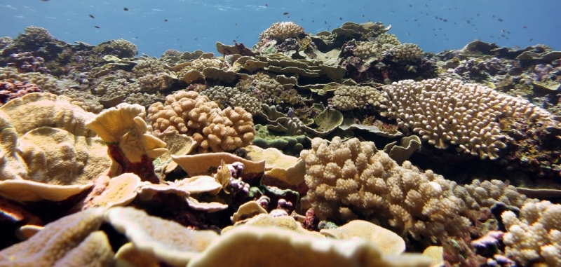 Great Barrier Reef coral bounces back, but global warming still a risk -  The Washington Post