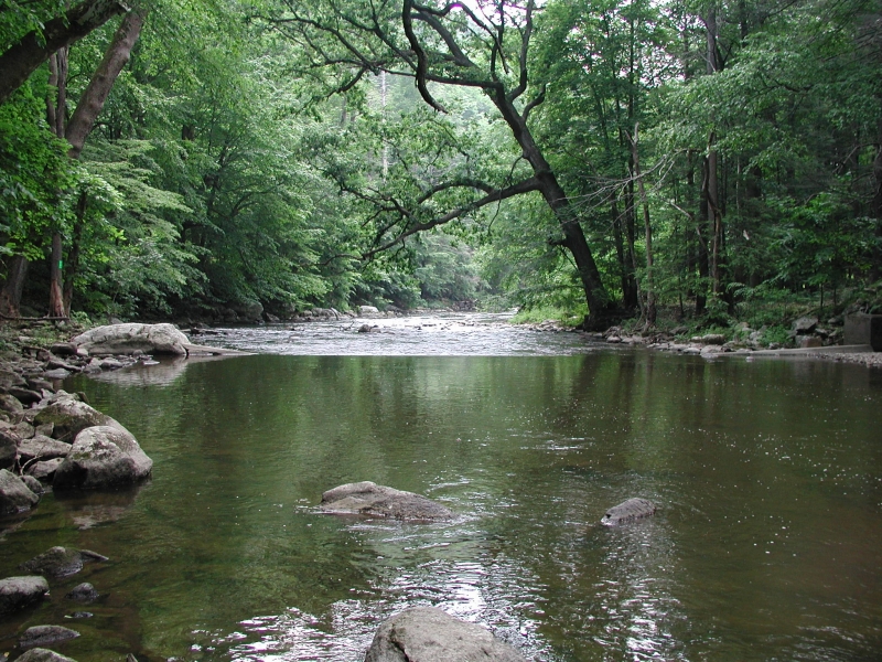 A river lined with trees and other greenery.