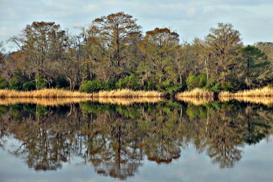 A marsh.