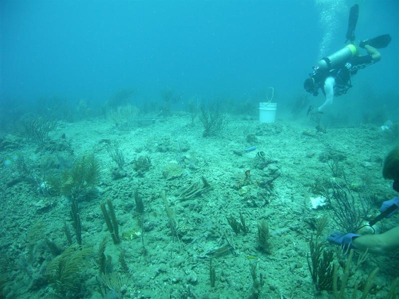 A diver reattaching corals.
