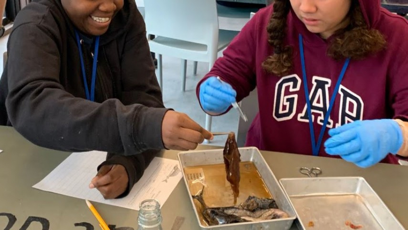 Two students sit at a table with rubber gloves on and holding tweezers to pick up a dead fish.