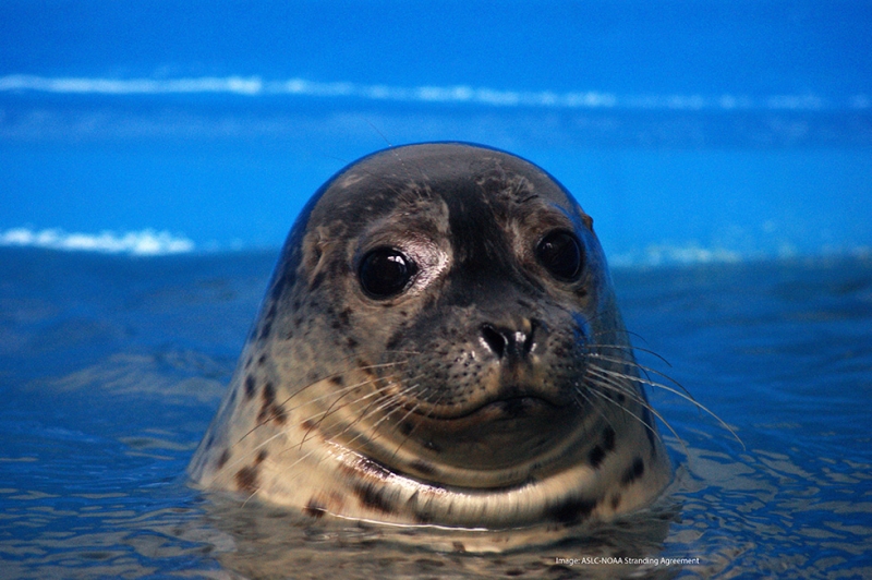 A harbor seal pokes its head above water and stares into the camera. 