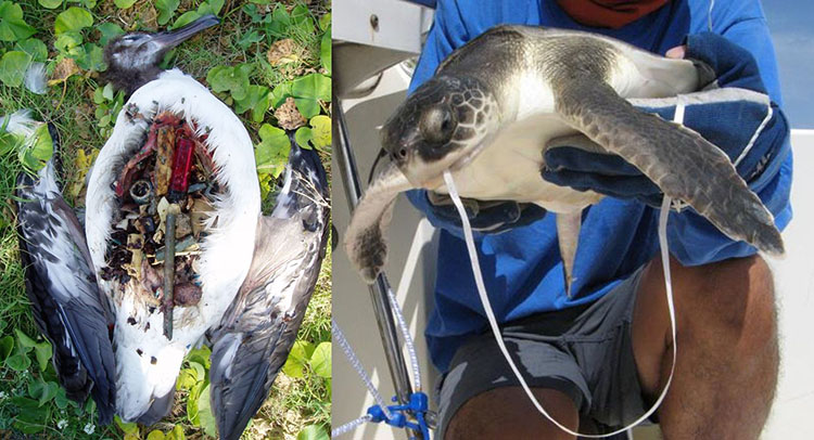 A dead bird with debris in its stomach, left. A man holding a sea turtle, right. 