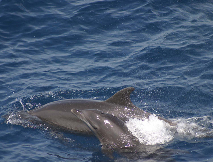 A bottlenose dolphin calf and her mother. 