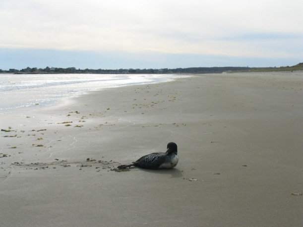 A loon on a beach. 