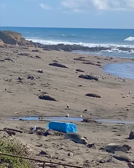 Container debris pictured next to elephant seals on a shoreline 