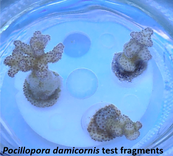 Three young corals labeled as "Pocillopora damicornis test fragments." 