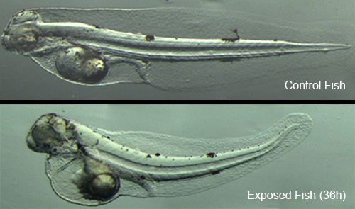 A microscopic view of a red drum control fish that was not exposed to oil, with a bottom red drum fish that was exposed to Deepwater Horizon oil underneath. 