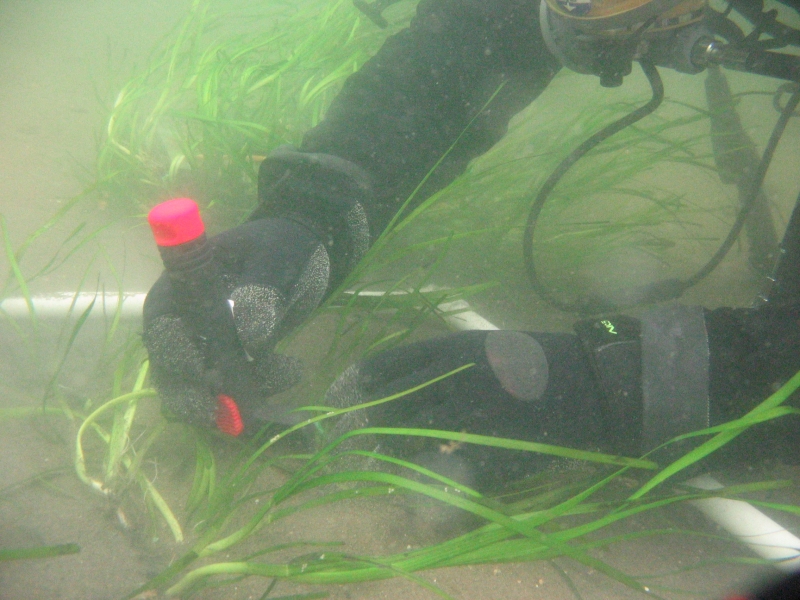 A diver planting eelgrass. 