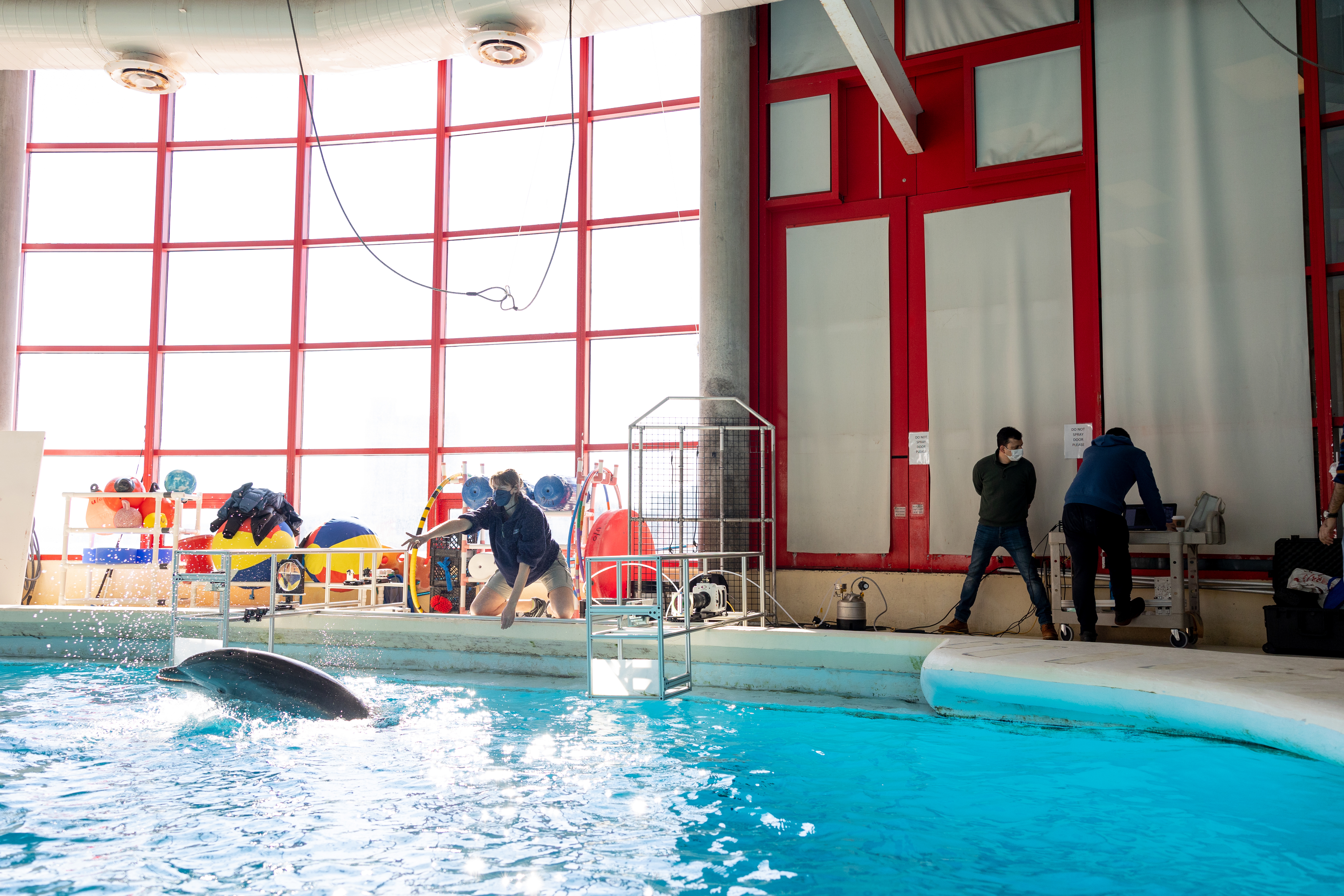 Scientists working with dolphin in a pool at the National Aquarium.