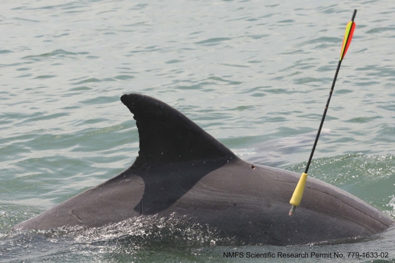 A tracking arrow is visible on a dolphin. 