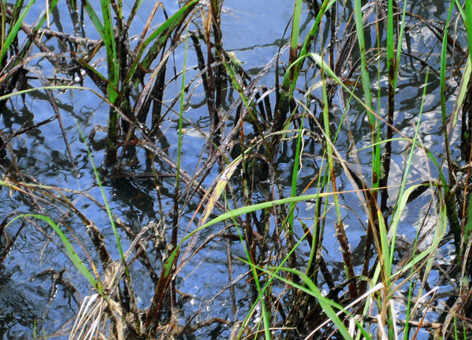 Oil in marsh vegetation. 