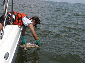 A person releasing a sea turtle into the water.