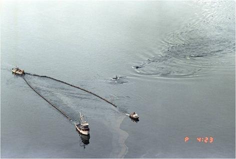 Orcas swimming near vessels skimming over an oil sheen. 