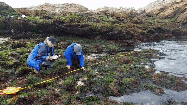 An animate gif depicting two people examining an intertidal area. 