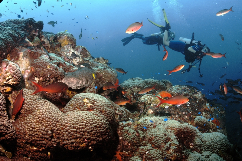 A diver swimming in the background behind a colorful variety of fish. 