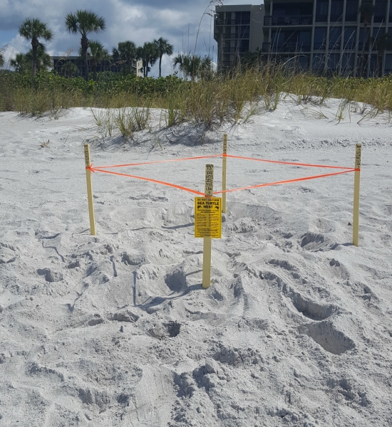 A nest on a beach marked by pink tape. 