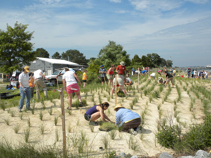 People working in a Switch Grass field. 