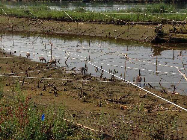 Geese inside a fence along a water body. 