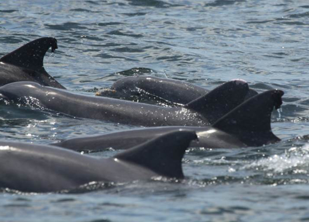 Several dolphins swimming on the surface. 