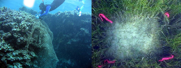 Left image, a diver working on a coral reef. Righ image, seagrass with a patch missing. 
