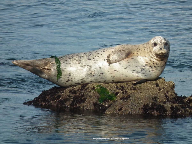 A harbor seal lying on a rock surrounded by water. 