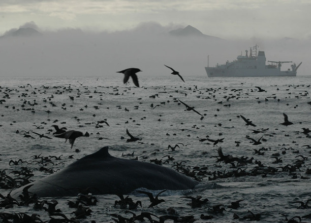 A whale breaking the water's surface with birds flying around and a ship in the background.