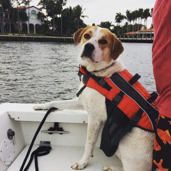 A dog in a life jacket.