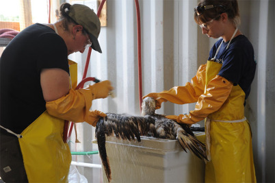 Two people cleaning a bird. 