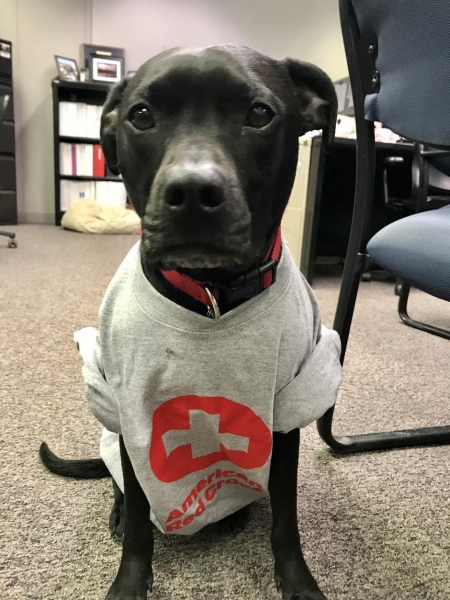 A black lab wearing an American Red Cross T-shirt.