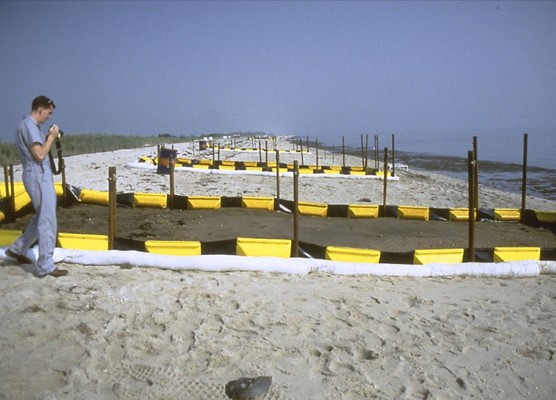 A view up a beach of 20 oiled plots. 