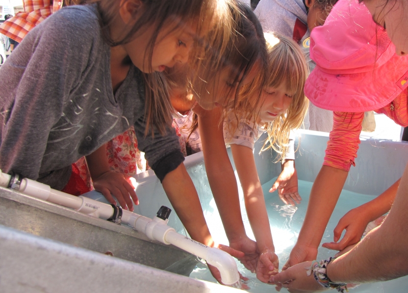 A group of children place their hands in a large tub of water. 