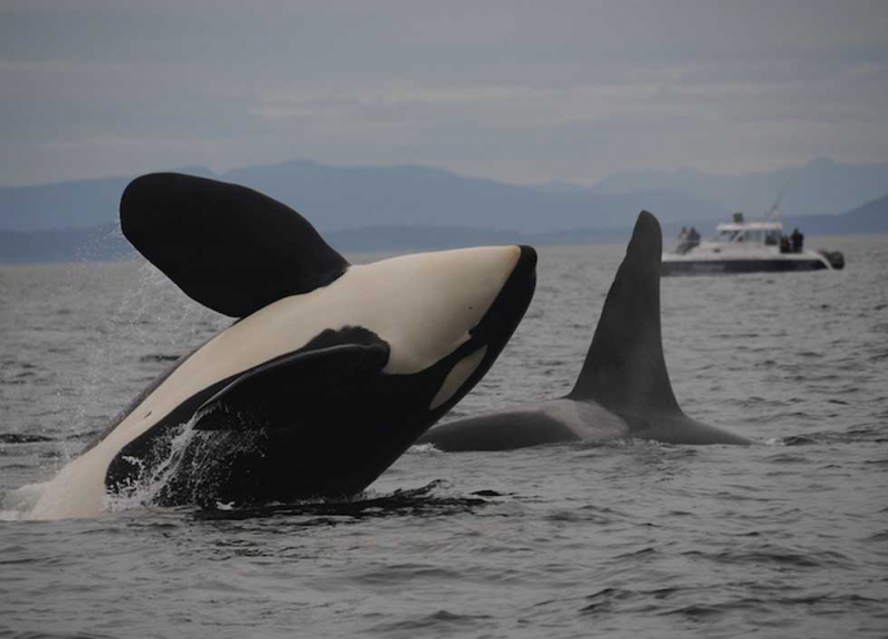 A killer whale emerging from the water. 