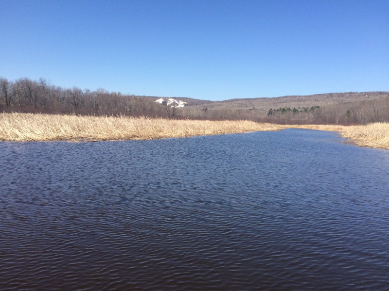 Non-native cattail lines the river. 